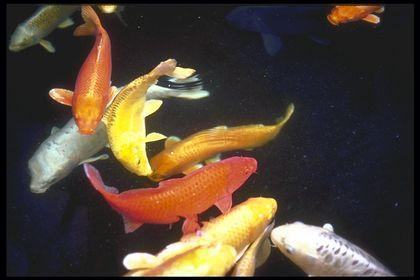 actinopterygii