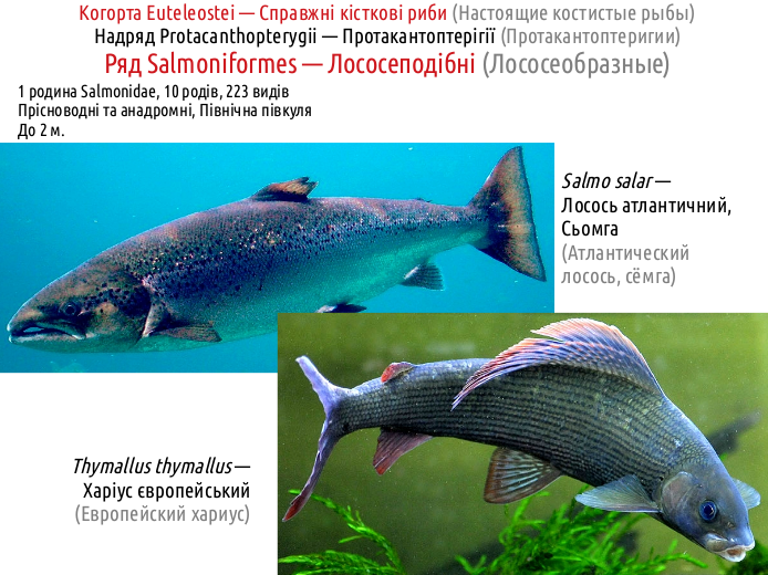 ActinoDiversity II 02