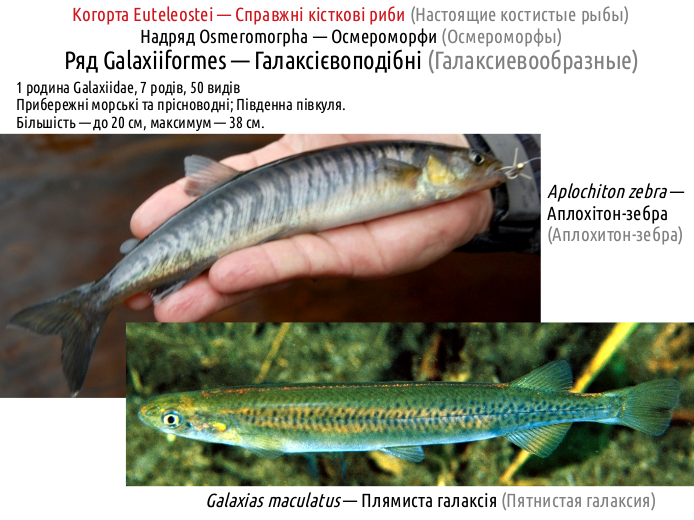 ActinoDiversity II 05