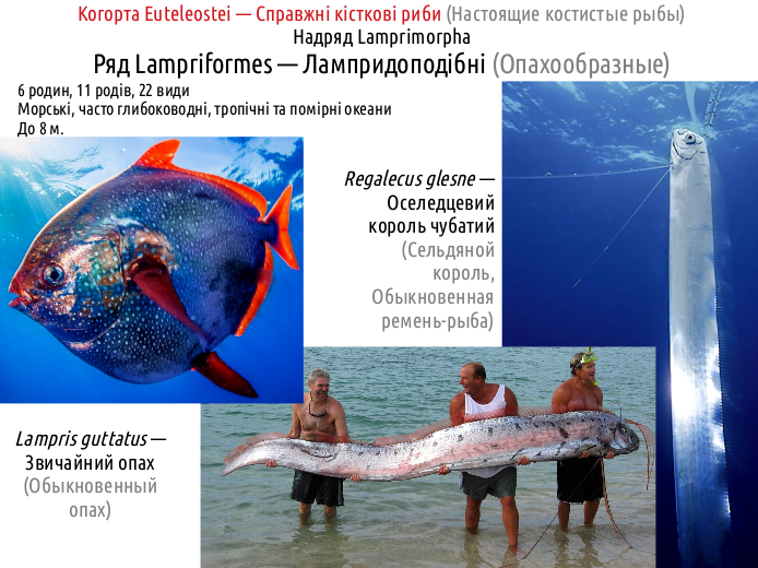 ActinoDiversity II 11