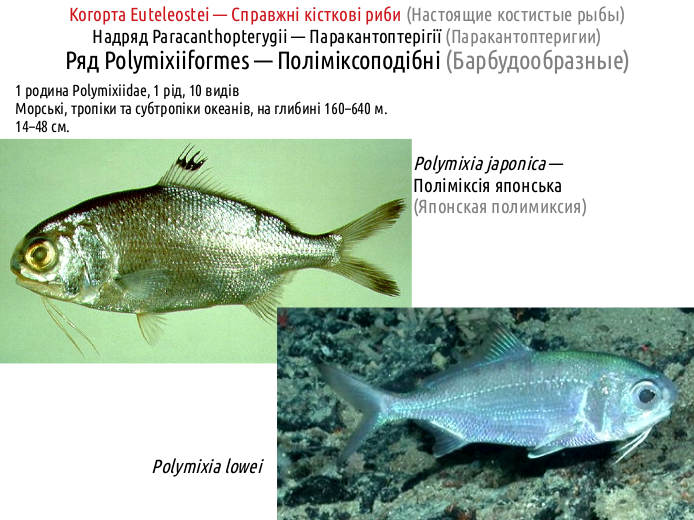 ActinoDiversity II 12