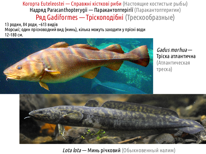ActinoDiversity II 16