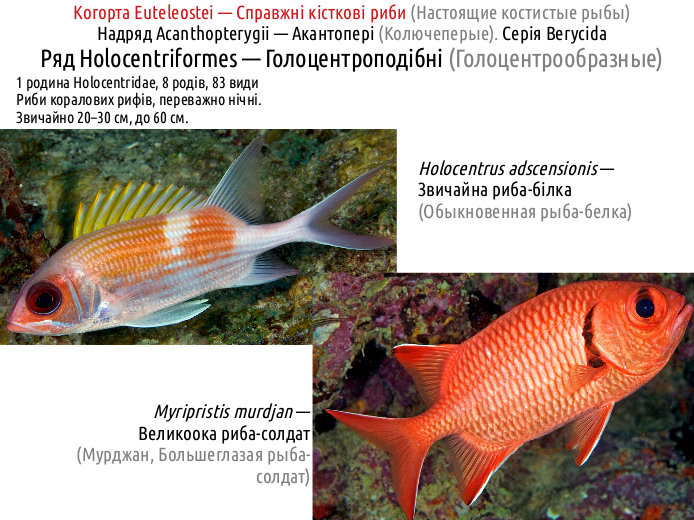 ActinoDiversity II 17