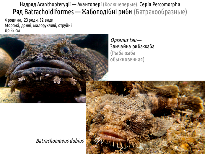 ActinoDiversity III 02