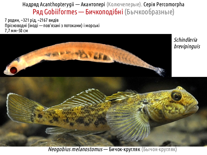 ActinoDiversity III 04