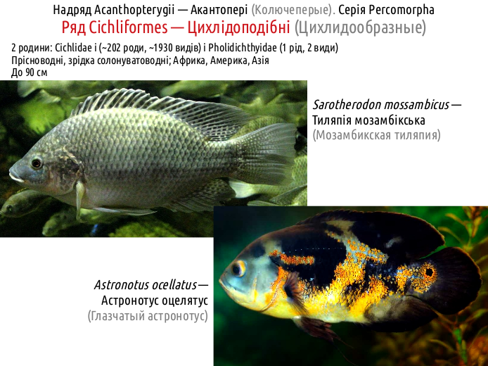 ActinoDiversity III 06