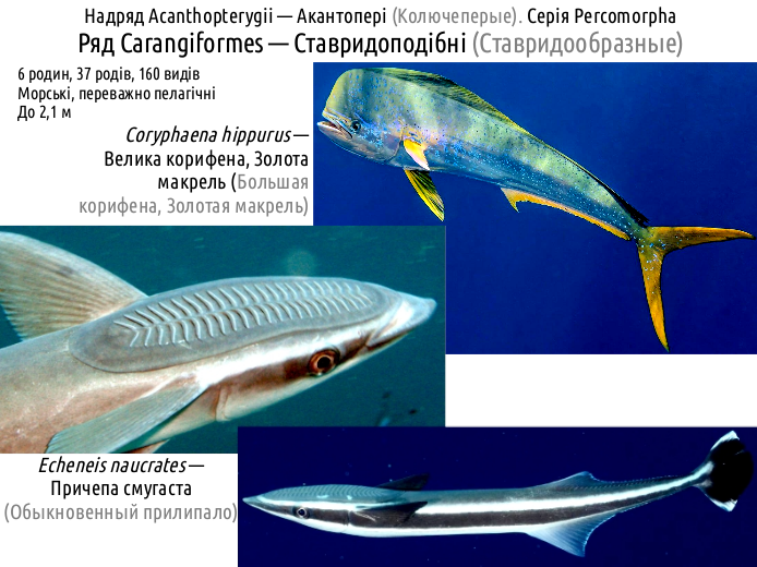 ActinoDiversity III 13