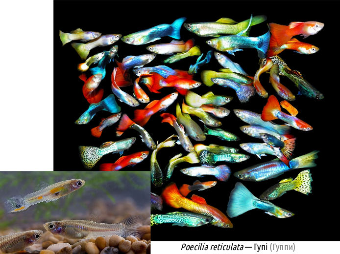 actinodiversity iii d14