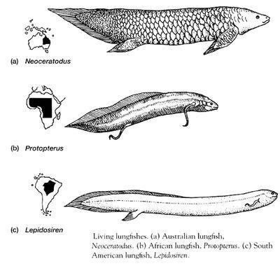 sarcopterygii