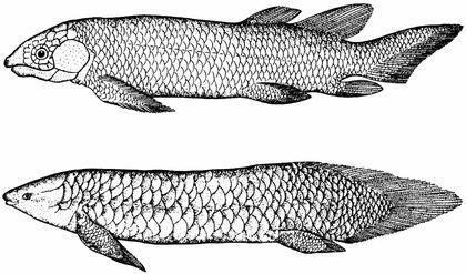 sarcopterygii