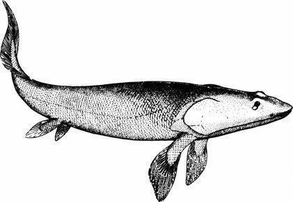 sarcopterygii