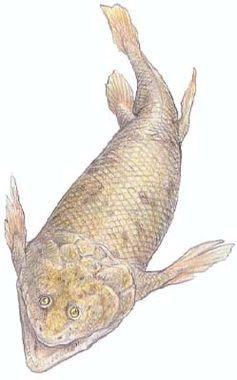 sarcopterygii