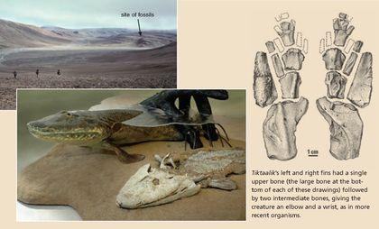 sarcopterygii