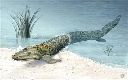 sarcopterygii