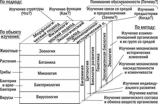 Рис. 1.6.1. Різні способи поділу біології на галузіЗ цього погляду стає зрозуміло, що екологічний підхід може бути застосований не лише для вивчення систем, які традиційно розглядаються в межах екології (від організму до біосфери), а й будь-яких ін