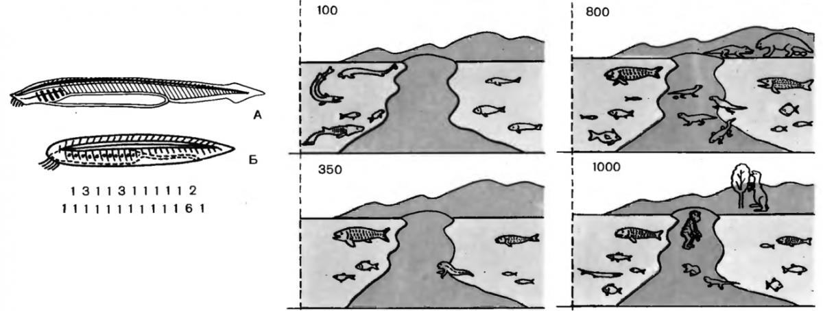 Рис. I-15.1. Ілюстрації, що пояснюють експеримент Мєншуткіна-Мєднікова (джерело: Дарвин (!), 1987) «У машинну пам'ять заклали опис прототипу хордових тварин, аналогічного ланцетнику, що дожив до наших днів (А), цифри внизу — «генотип», машинний опис