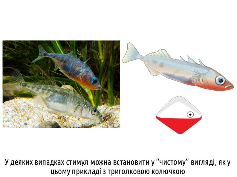 HumNat II 2%20Innate Behavior 15