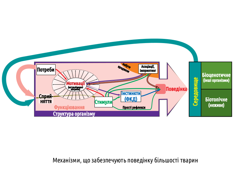 HumNat II 2%20Innate Behavior 17