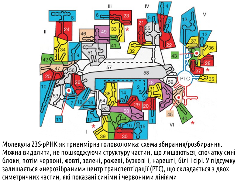 HumNat I Evolution%26Selection 28