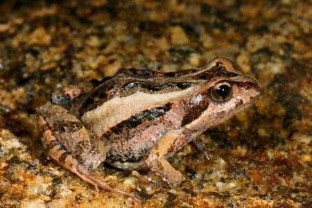 signifera