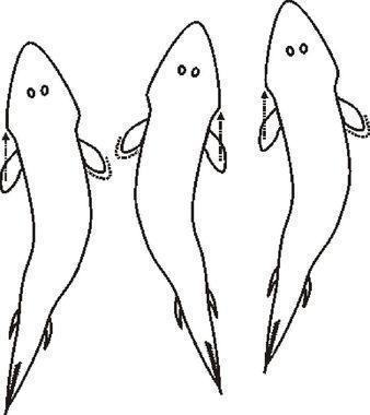 Tetrapoda Koncertino