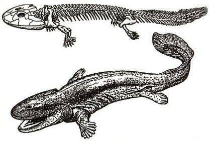 Tetrapoda Akantostega