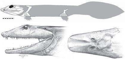 Tetrapoda Ventastega%20reconstruction