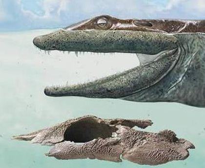 Tetrapoda Ulybka%20ventastegi