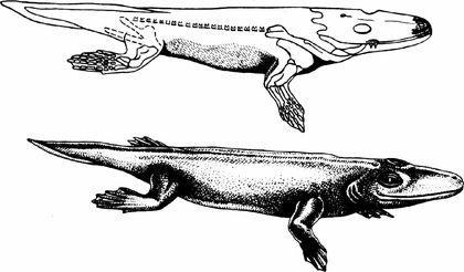Tetrapoda Tulerpeton