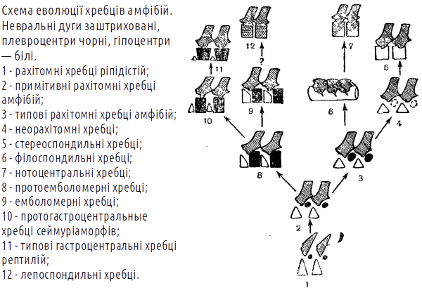 Spond