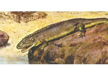 Stegocephalia Heliderpeton