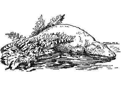 Stegocephalia Eriops