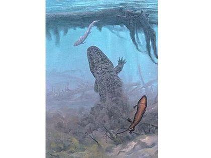 Stegocephalia Eriops%20v%20vode