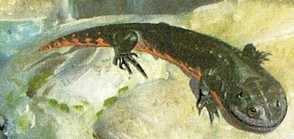 Stegocephalia Temnospondyli Eryopidae Branchiosaurus