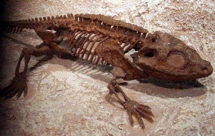 Stegocephalia Cacops%20skelet