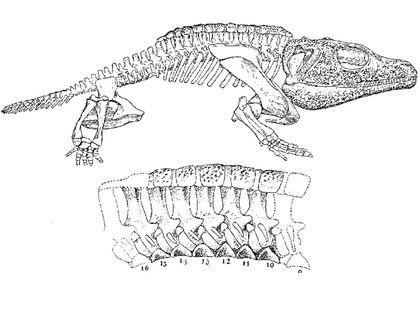 Stegocephalia Cacops%20shema