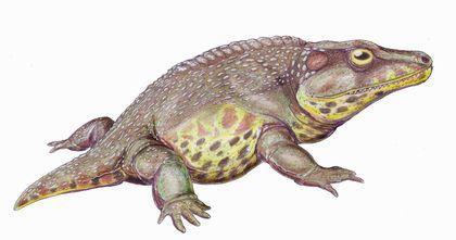 Stegocephalia Cacops%20rekonstrukciya