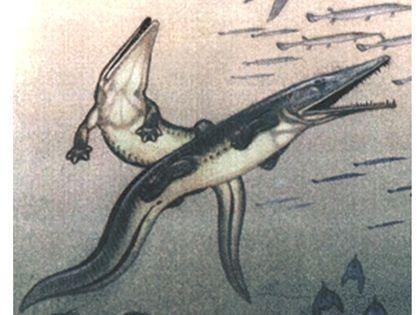 Stegocephalia Trematozuhidy%20Platyoposaurus
