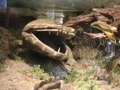 Stegocephalia Mastodonsaurus 1