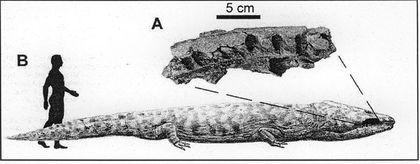Stegocephalia Ranneyurskii%20brahiopoid
