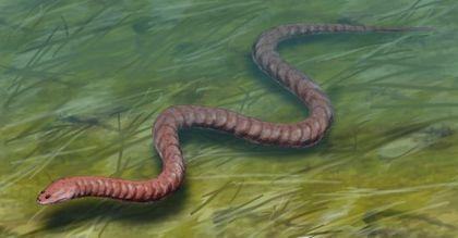 Stegocephalia Ophiderpeton