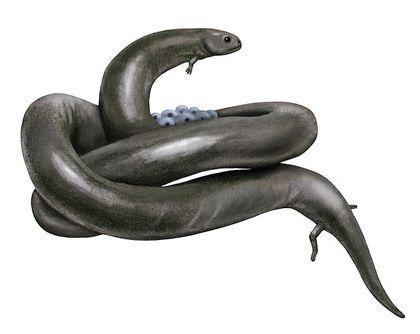 Stegocephalia Lysorophus
