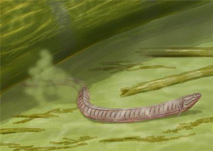 Stegocephalia Adelospondylus