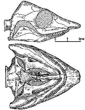 Stegocephalia Microsauria Ostodolepis