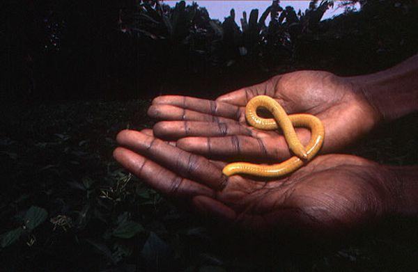 gymnophiona zastavka
