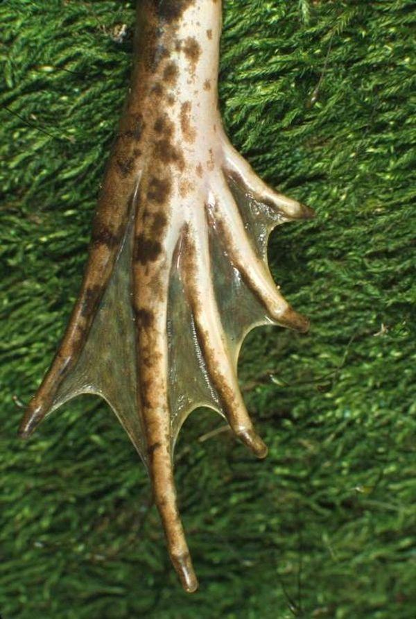 lissamphibia stopa