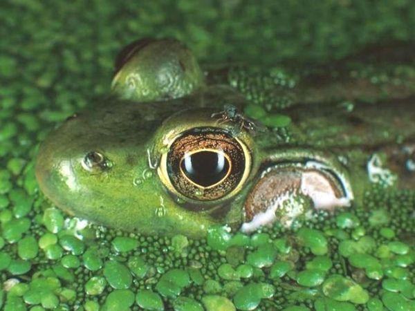 lissamphibia organy%20chuvstv%20lyagushek