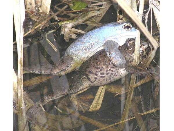 lissamphibia ostromordaya%20lyagushka%20i%20chesnochnica