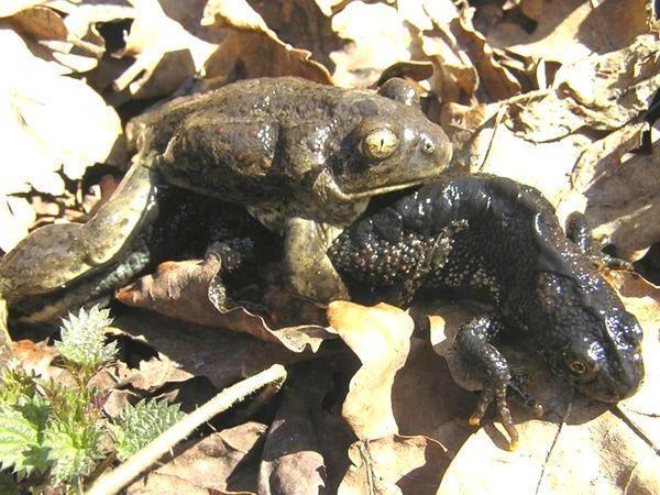 lissamphibia chesnochnica%20i%20grebenchatyi%20triton