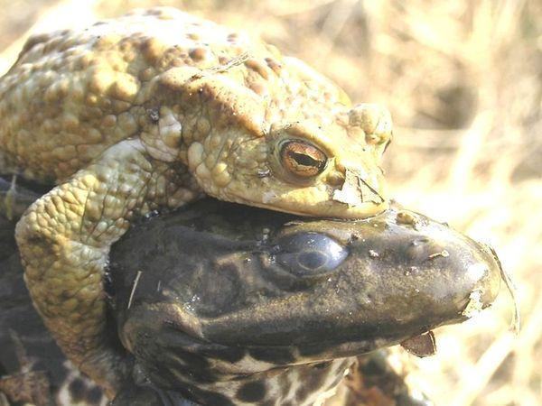 lissamphibia lyagushka%20zabaldela%20ot%20seryh%20jab